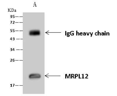 Immunoprecipitation: MRPL12 Antibody [NBP2-97472]