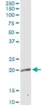 Western Blot: MRPL12 Antibody [H00006182-D01P]