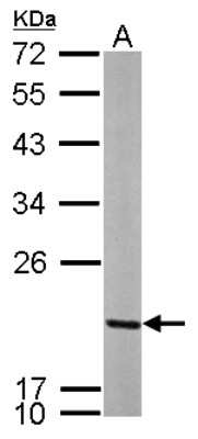 Western Blot: MRPL12 Antibody [NBP2-19397]