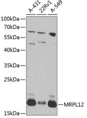 Western Blot: MRPL12 AntibodyBSA Free [NBP2-95243]