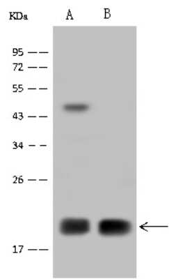 Western Blot: MRPL12 Antibody [NBP2-97472]