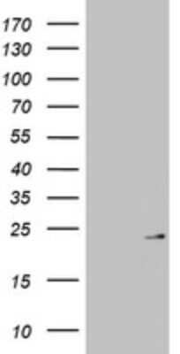 Western Blot: MRPL13 Antibody (OTI6A11)Azide and BSA Free [NBP2-72780]