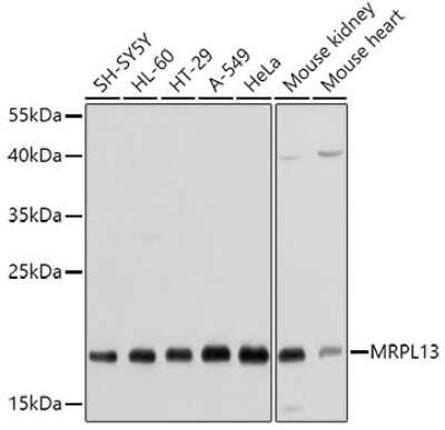 Western Blot: MRPL13 AntibodyBSA Free [NBP2-93661]