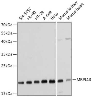 Western Blot: MRPL13 AntibodyBSA Free [NBP2-94836]