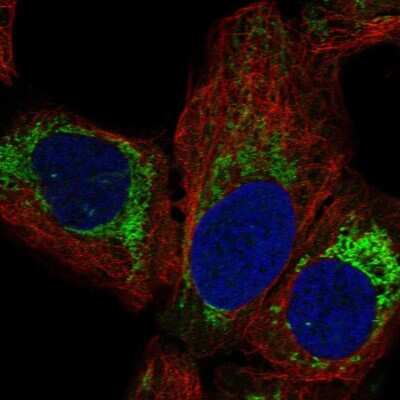 Immunocytochemistry/ Immunofluorescence: MRPL14 Antibody [NBP2-57363]