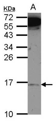 Western Blot: MRPL14 Antibody [NBP2-19398]