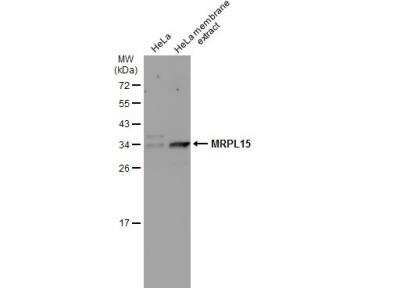 Western Blot: MRPL15 Antibody [NBP2-19399]