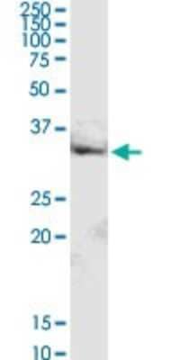 Western Blot: MRPL16 Antibody [H00054948-D01P]