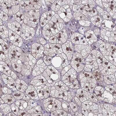 Immunohistochemistry-Paraffin: MRPL17 Antibody [NBP2-13610]