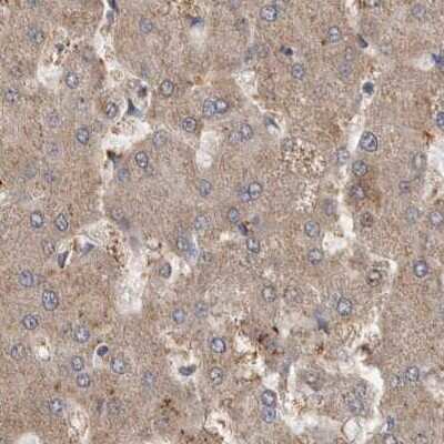 Immunohistochemistry-Paraffin: MRPL18 Antibody [NBP1-83176]