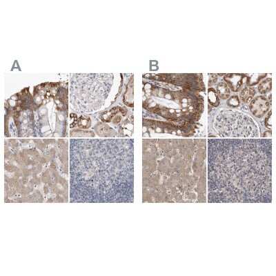 Immunohistochemistry-Paraffin: MRPL18 Antibody [NBP1-83177]