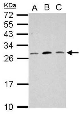 Western Blot: MRPL18 Antibody [NBP2-19400]