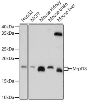 Western Blot: MRPL18 AntibodyAzide and BSA Free [NBP2-94482]