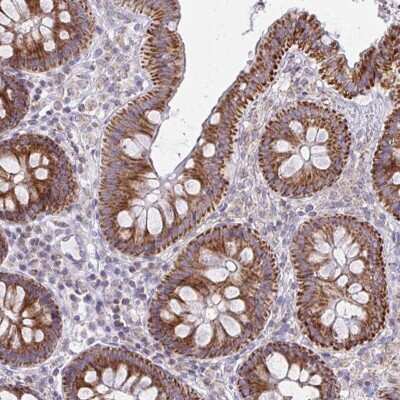 Immunohistochemistry-Paraffin: MRPL19 Antibody [NBP2-33795]