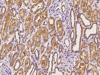 Immunohistochemistry-Paraffin: MRPL19 Antibody [NBP2-97473]