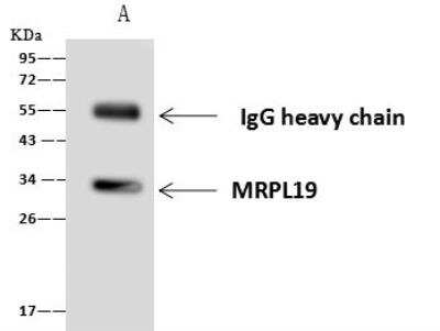 Immunoprecipitation: MRPL19 Antibody [NBP2-97473]