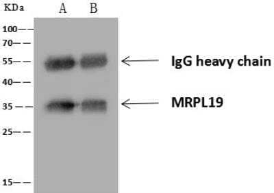 Immunoprecipitation: MRPL19 Antibody [NBP3-12549]
