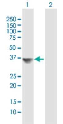 Western Blot: MRPL19 Antibody [H00009801-B01P]