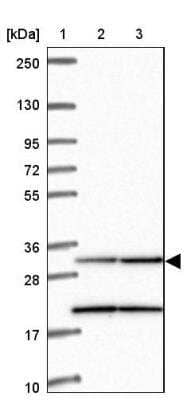 Western Blot: MRPL19 Antibody [NBP2-33795]