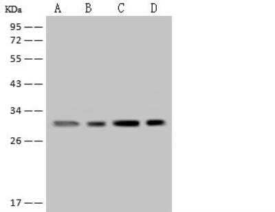 Western Blot: MRPL19 Antibody [NBP2-97473]