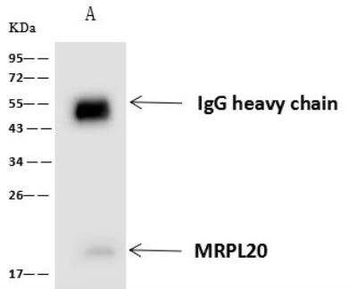 Immunoprecipitation: MRPL20 Antibody [NBP2-98645]