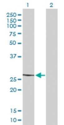 Western Blot: MRPL22 Antibody [H00029093-B01P]