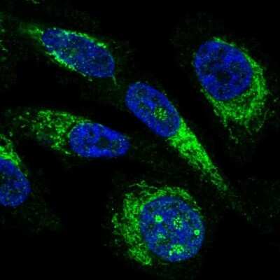 Immunocytochemistry/ Immunofluorescence: MRPL23 Antibody [NBP2-30918]