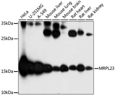 Western Blot: MRPL23 AntibodyAzide and BSA Free [NBP2-94112]