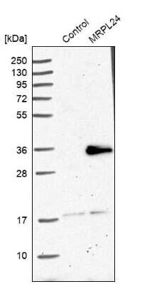 Western Blot: MRPL24 Antibody [NBP1-81033]