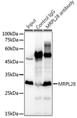 Immunoprecipitation: MRPL28 Antibody (3B9F2) [NBP3-15267]