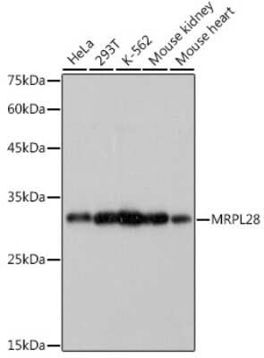 Western Blot: MRPL28 Antibody (3B9F2) [NBP3-15267]