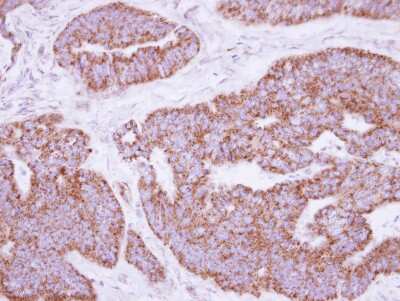 Immunohistochemistry-Paraffin: MRPL28 Antibody [NBP2-19403]
