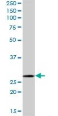 Western Blot: MRPL28 Antibody [H00010573-B02P]