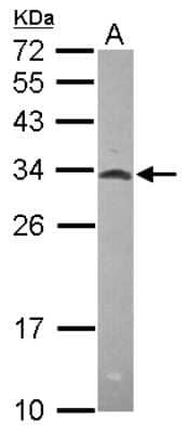 Western Blot: MRPL28 Antibody [NBP2-19403]