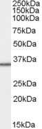 Western Blot: MRPL3 Antibody [NB300-863]