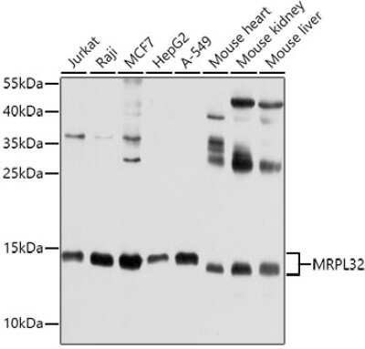 Western Blot: MRPL32 AntibodyBSA Free [NBP2-95121]