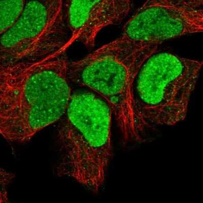 Immunocytochemistry/ Immunofluorescence: MRPL34 Antibody [NBP2-13616]