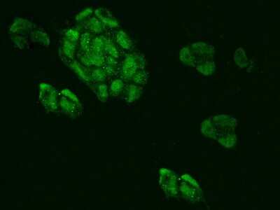 Immunocytochemistry/ Immunofluorescence: MRPL34 Antibody [NBP2-97371]