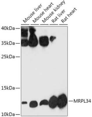 Western Blot: MRPL34 AntibodyAzide and BSA Free [NBP2-93040]