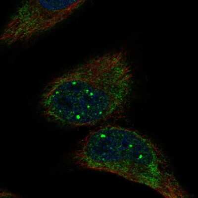 Immunocytochemistry/ Immunofluorescence: MRPL36 Antibody [NBP1-92139]