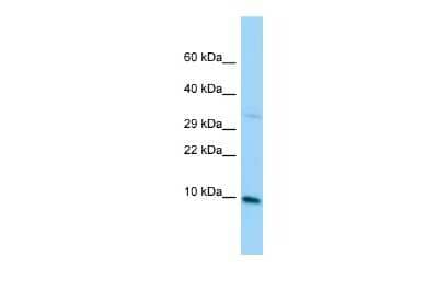 Western Blot: MRPL36 Antibody [NBP2-83229]