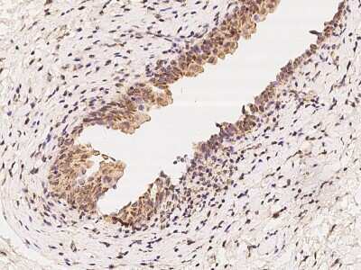 Immunohistochemistry-Paraffin: MRPL37 Antibody [NBP2-97852]