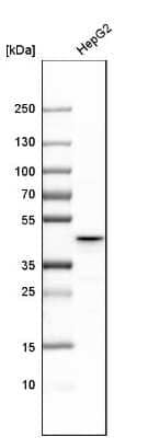 Western Blot: MRPL37 Antibody [NBP1-82621]