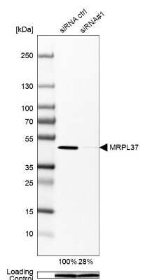 Western Blot: MRPL37 Antibody [NBP1-82621]