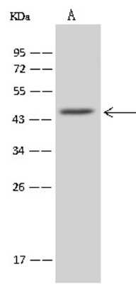 Western Blot: MRPL37 Antibody [NBP2-98521]