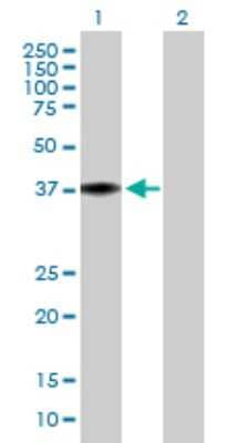 Western Blot: MRPL38 Antibody [H00064978-B01P]