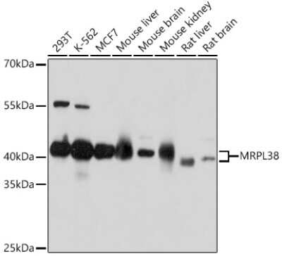 Western Blot: MRPL38 AntibodyAzide and BSA Free [NBP2-93579]