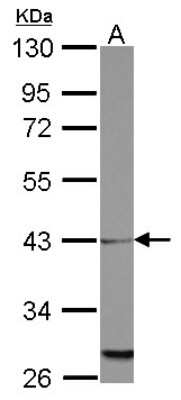 Western Blot: MRPL39 Antibody [NBP2-19405]