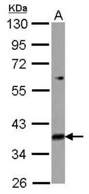 Western Blot: MRPL39 Antibody [NBP2-19406]