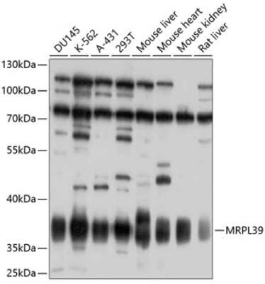 Western Blot: MRPL39 AntibodyBSA Free [NBP2-95123]